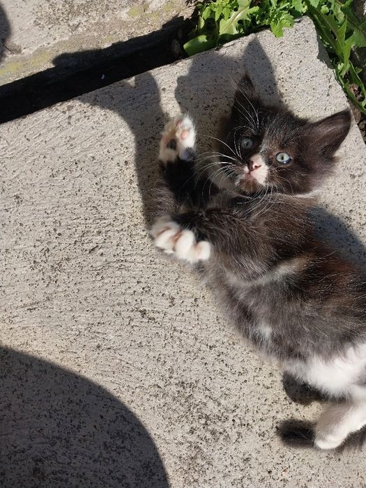 Кошенятка билий з шоколадом і шоколад. Віддам в гарні руки!