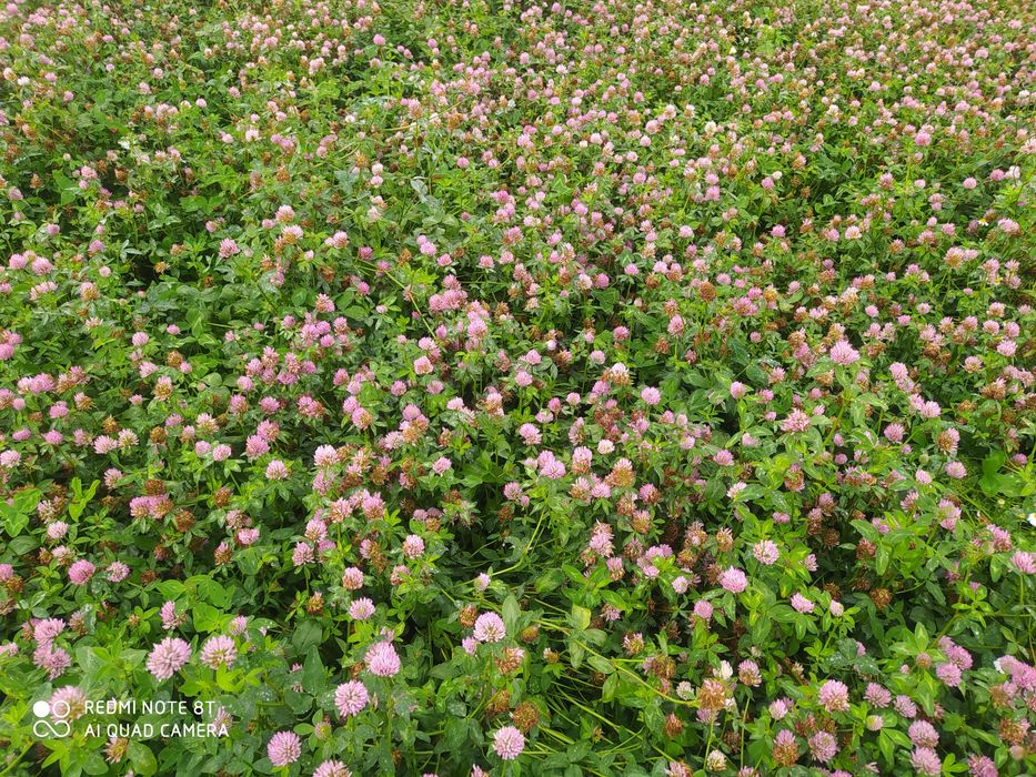 Koniczyna czerwona,mieszanka traw