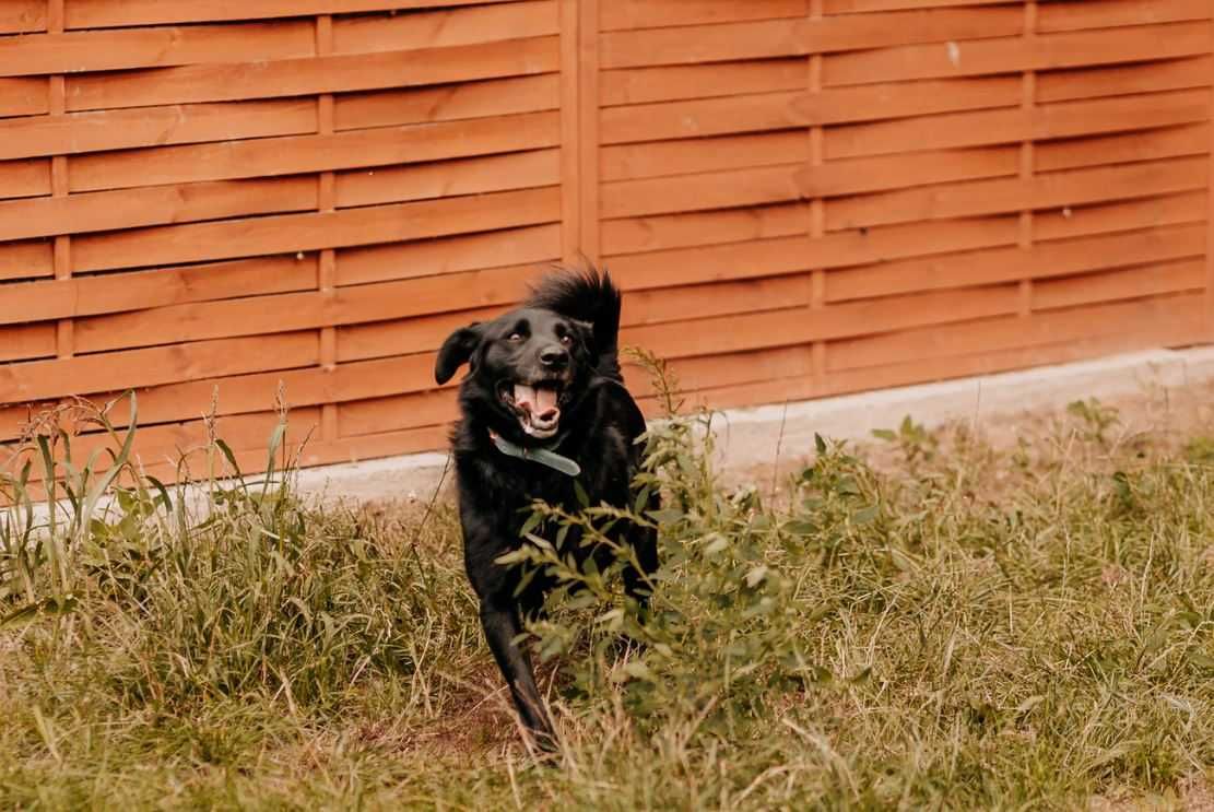 Żywiołowy, czuły, młody psiak poleca się do adopcji!!