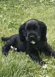 Cocker Spaniel Angielski - trening czystości/ rodowód!