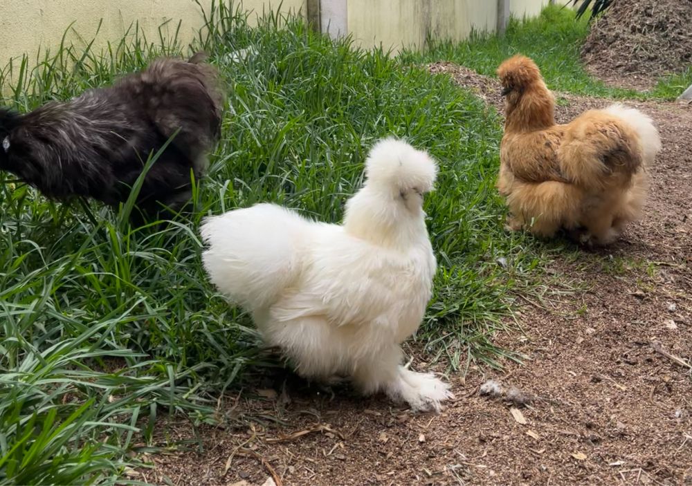 Ovos de Sedosa do Japão linha USA