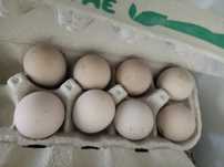 Ovos de fraca,  galinha da Guiné, pintada galados  para incubação