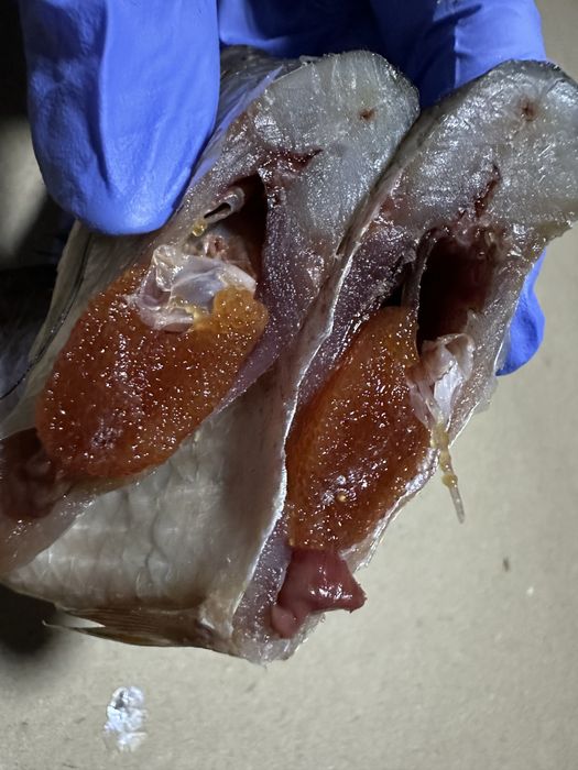 Вяленая рыба. Тарань судак плотва щука карась густера