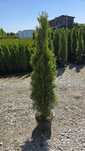 Tuja szmaragd 150-165cm UKORZENIONE  tuje szmaragdowe thuja szmarag