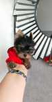 XS sunia Yorkshire terrier Paszport