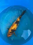Carpa Koi KI UTSURI 32cm Japonesa