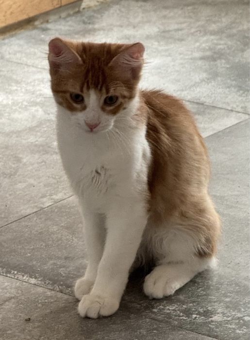 Angora Turecka, kot rasowy