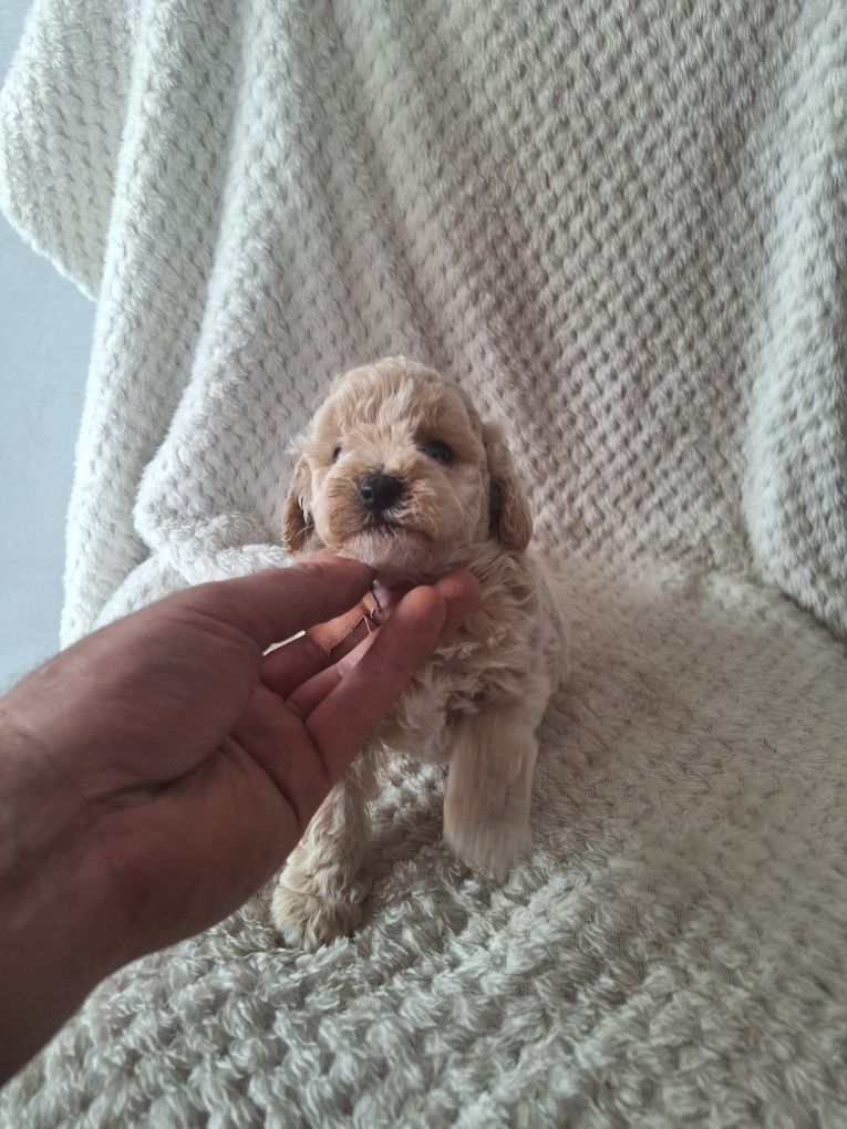 Pudel miniaturowy-chłopczyk