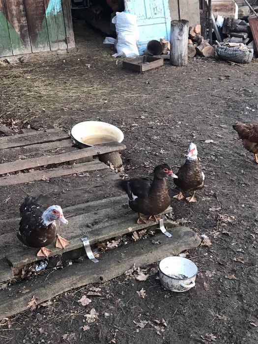 Продаються мускусна качка