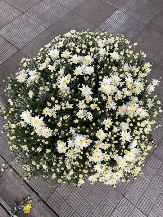 Продам хризантему різну, бересклет, самшит, хризантему різну, хости