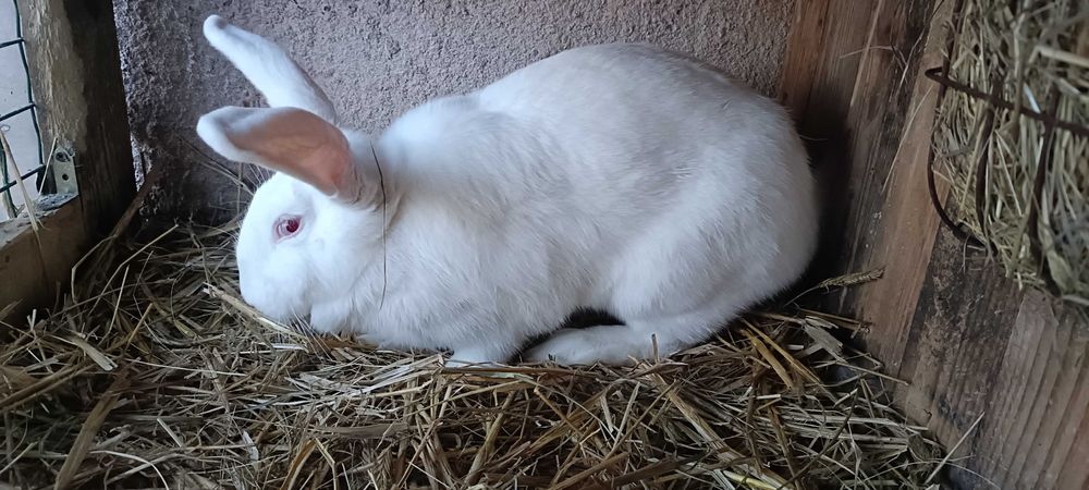 Króliki Termondzkie