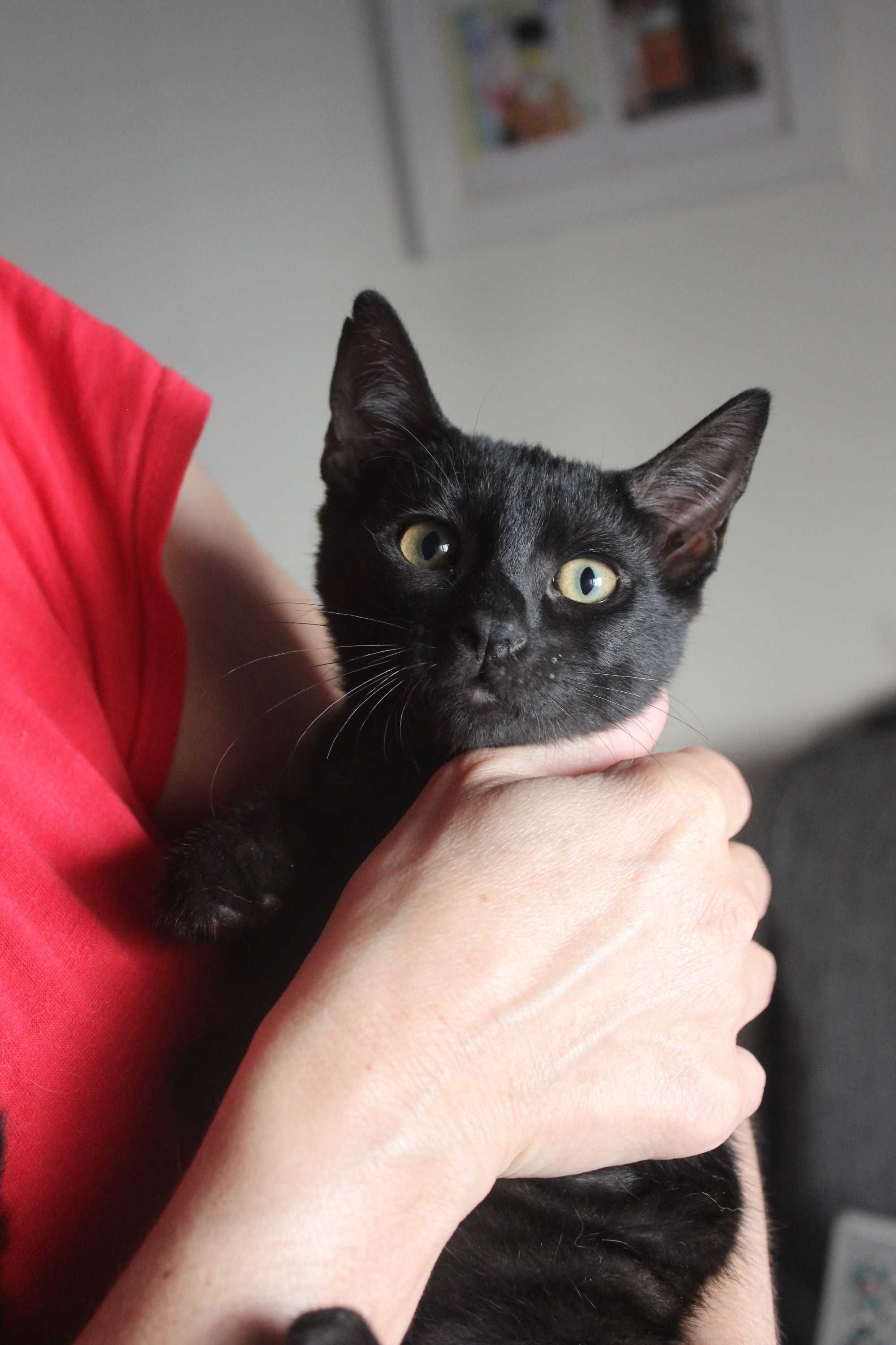 Gatinha 4 meses adoção responsável BRAGA