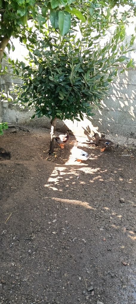 Trio de pato real