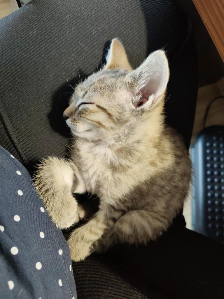 Simba - kot ideał