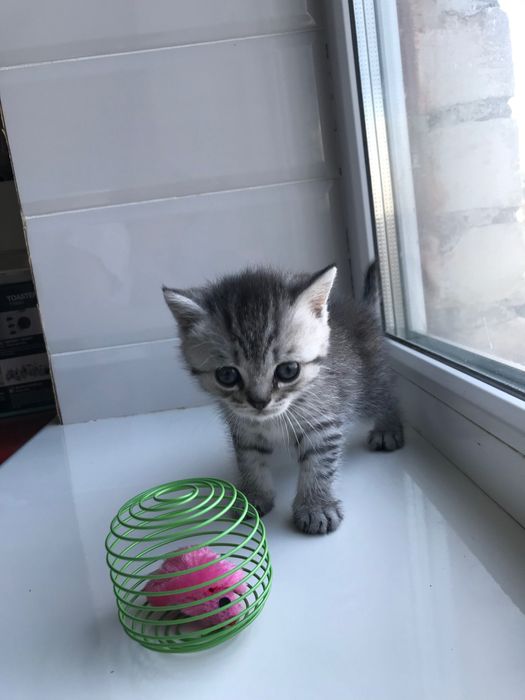 Шотландские котята