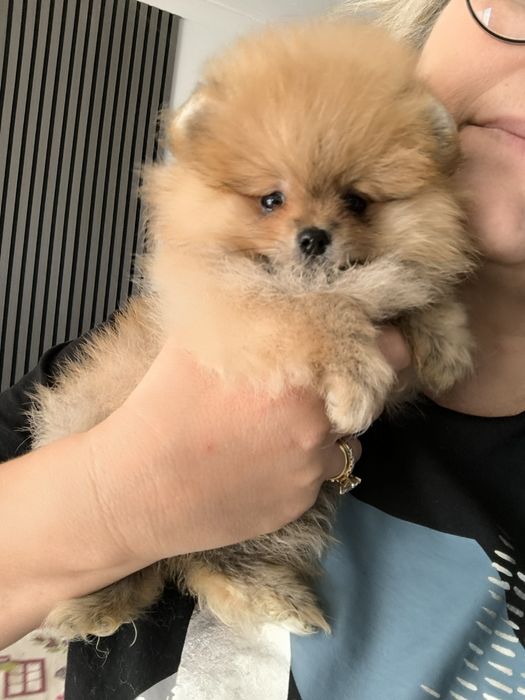 Spitz Anão.Lulu da Pomerânia. Com Pedigree. Lop e Afixo