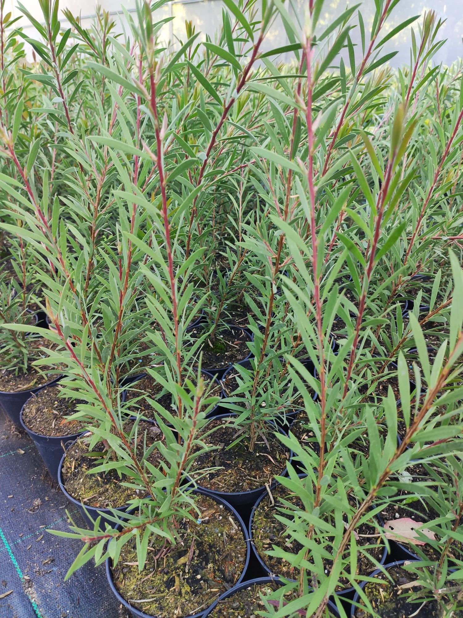 Limpa Garrafas Rosa (Callistemon "Mauve Mist")