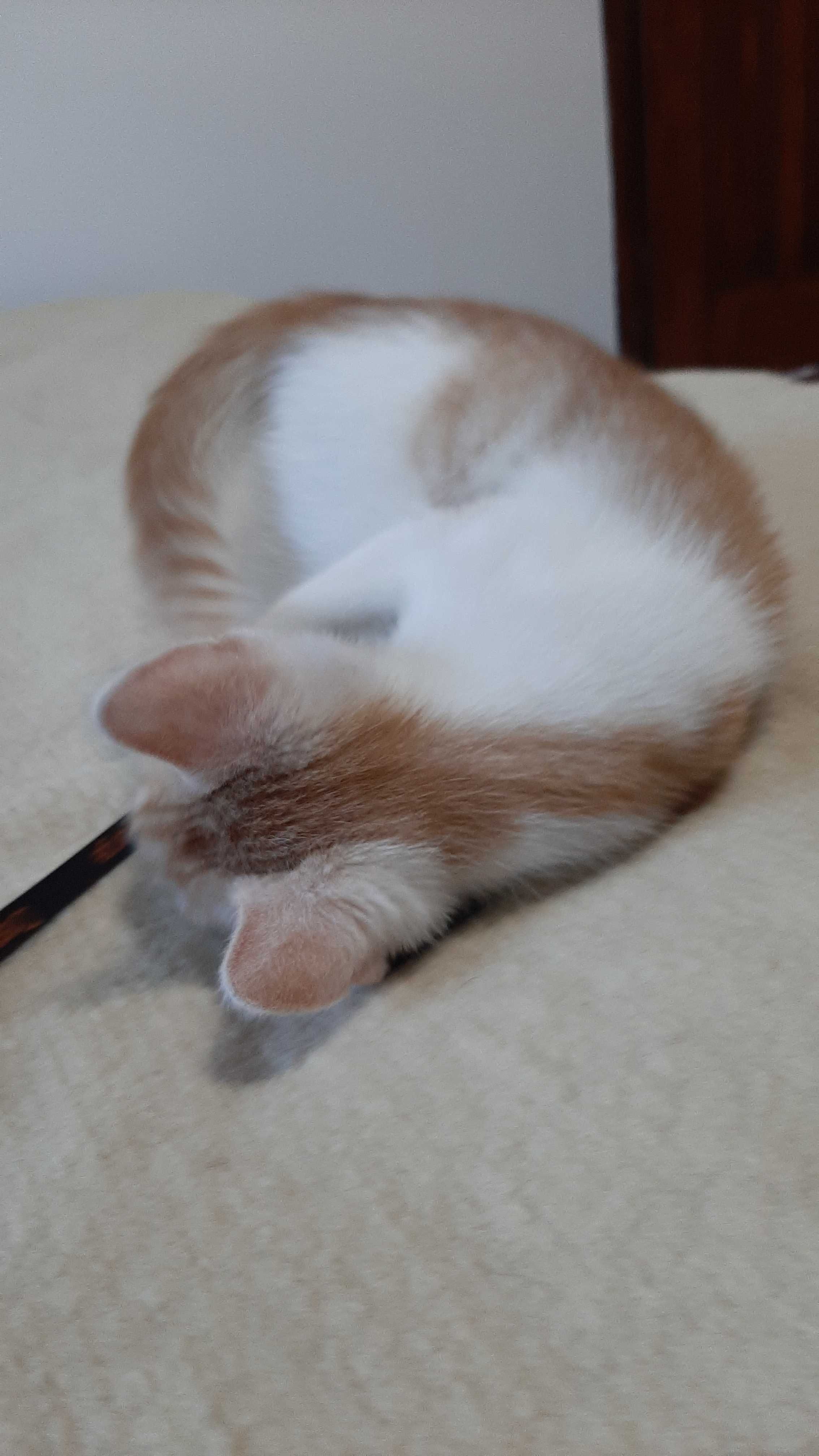 Zdrowy rudy kociak do adopcji
