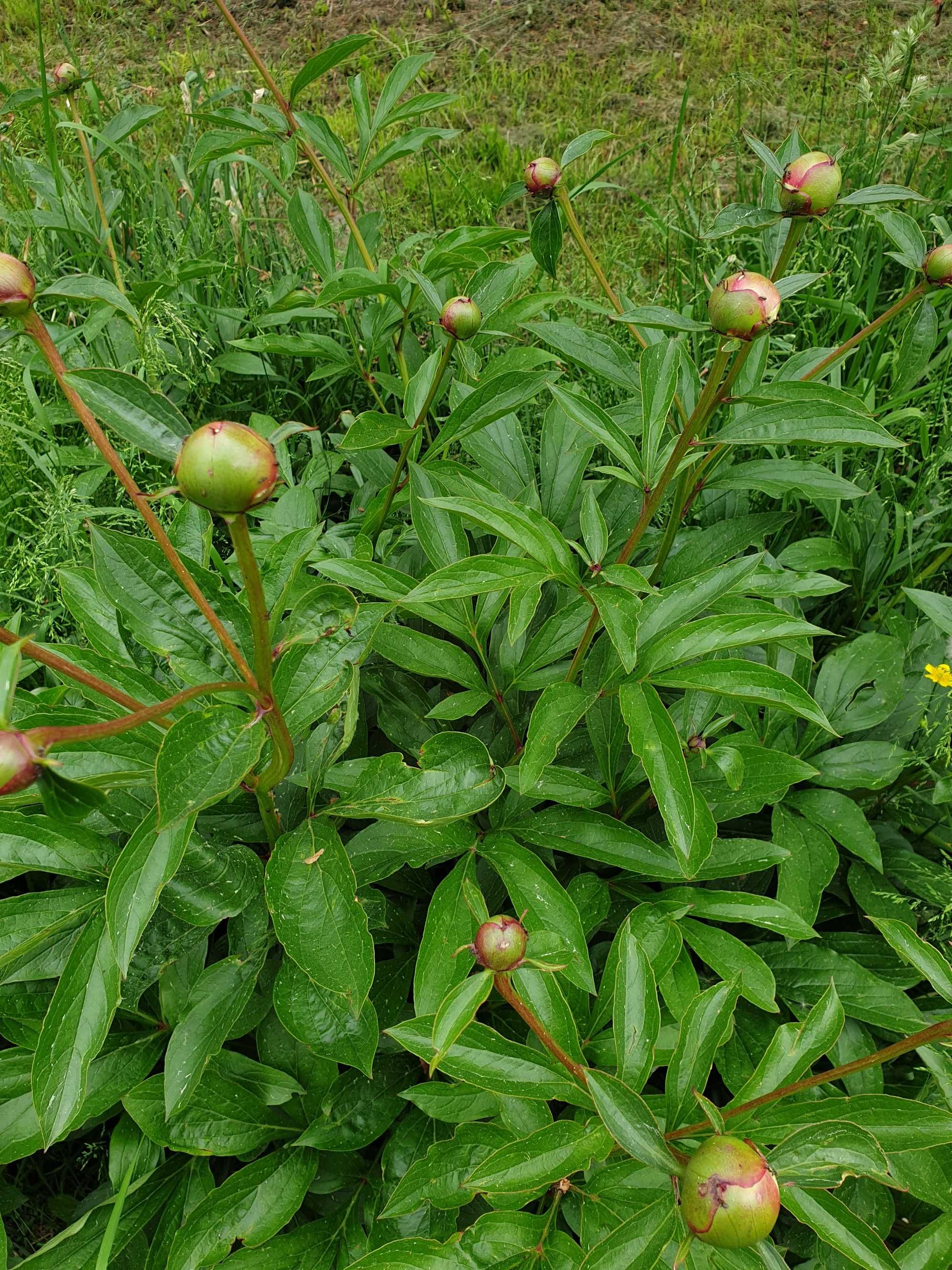 Piwonie sadzonki