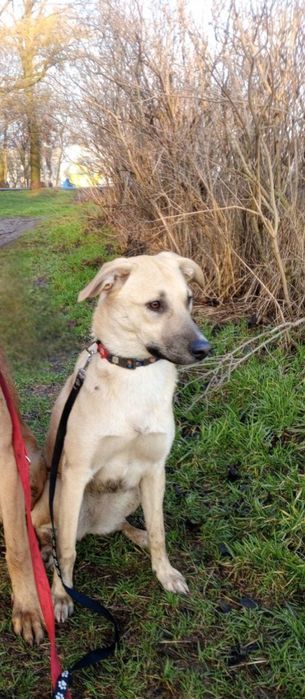 Отдам даром в добрые руки собаку метис овчарки и лабрадора