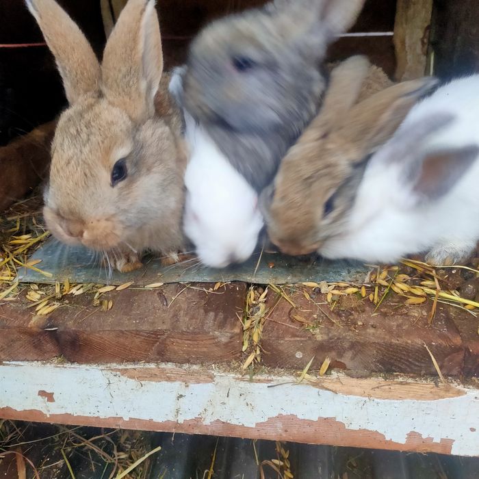 . Продам кроликов