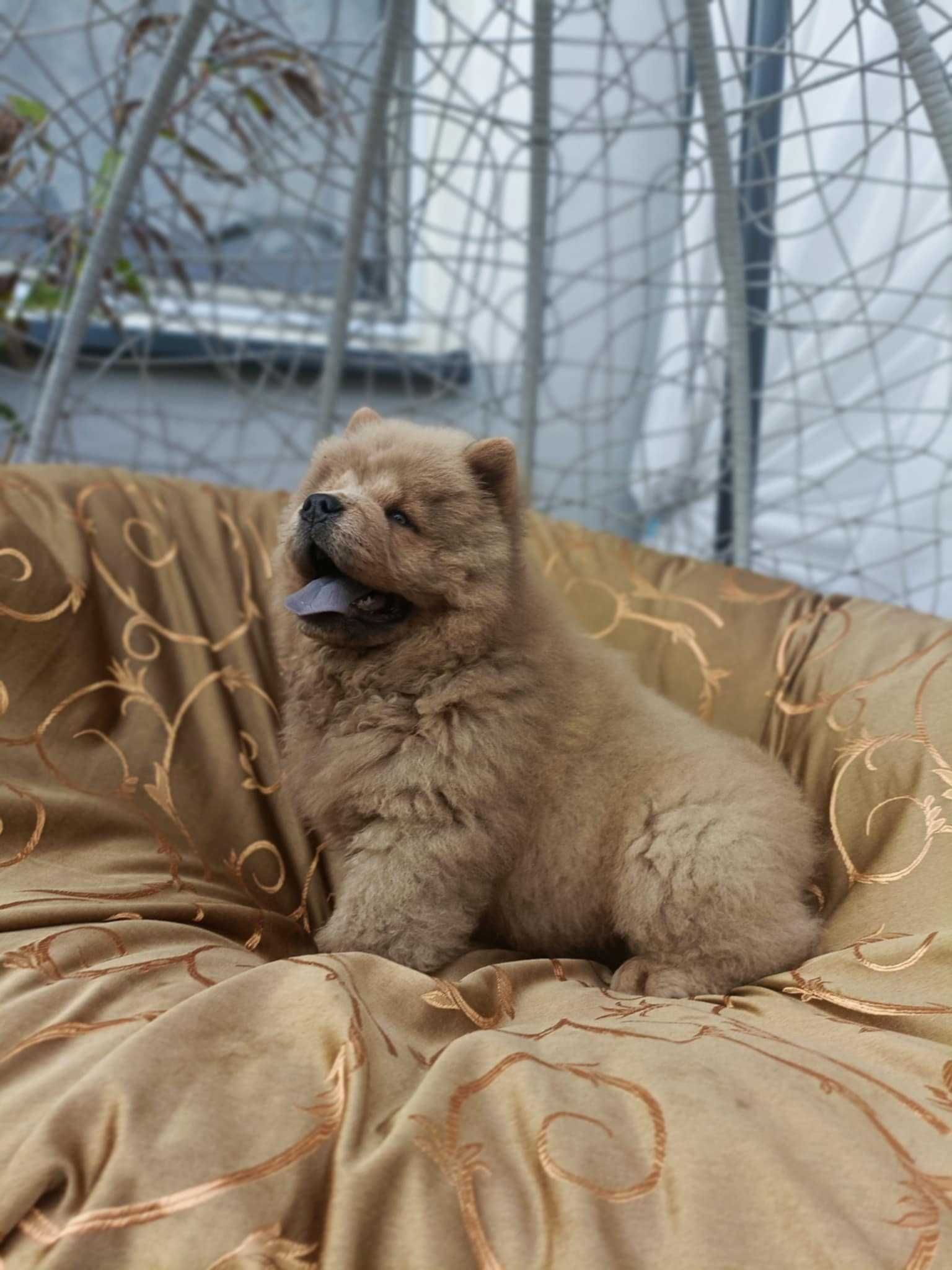 Wzorcowy Chow Chow piękny exterrier rodzice FCI