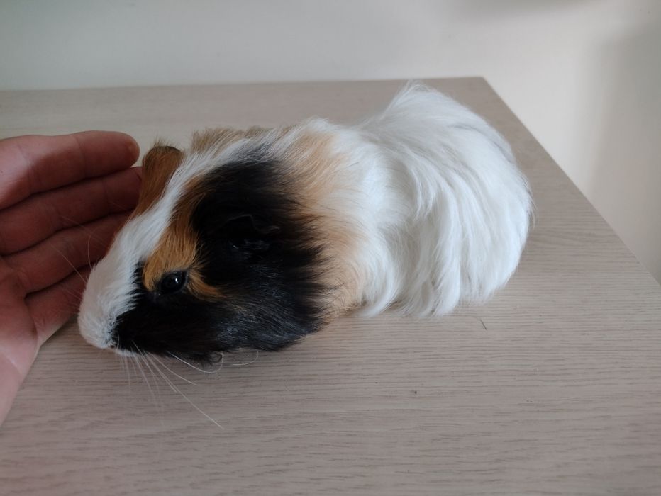 Świnki morskie młode dlugowłose