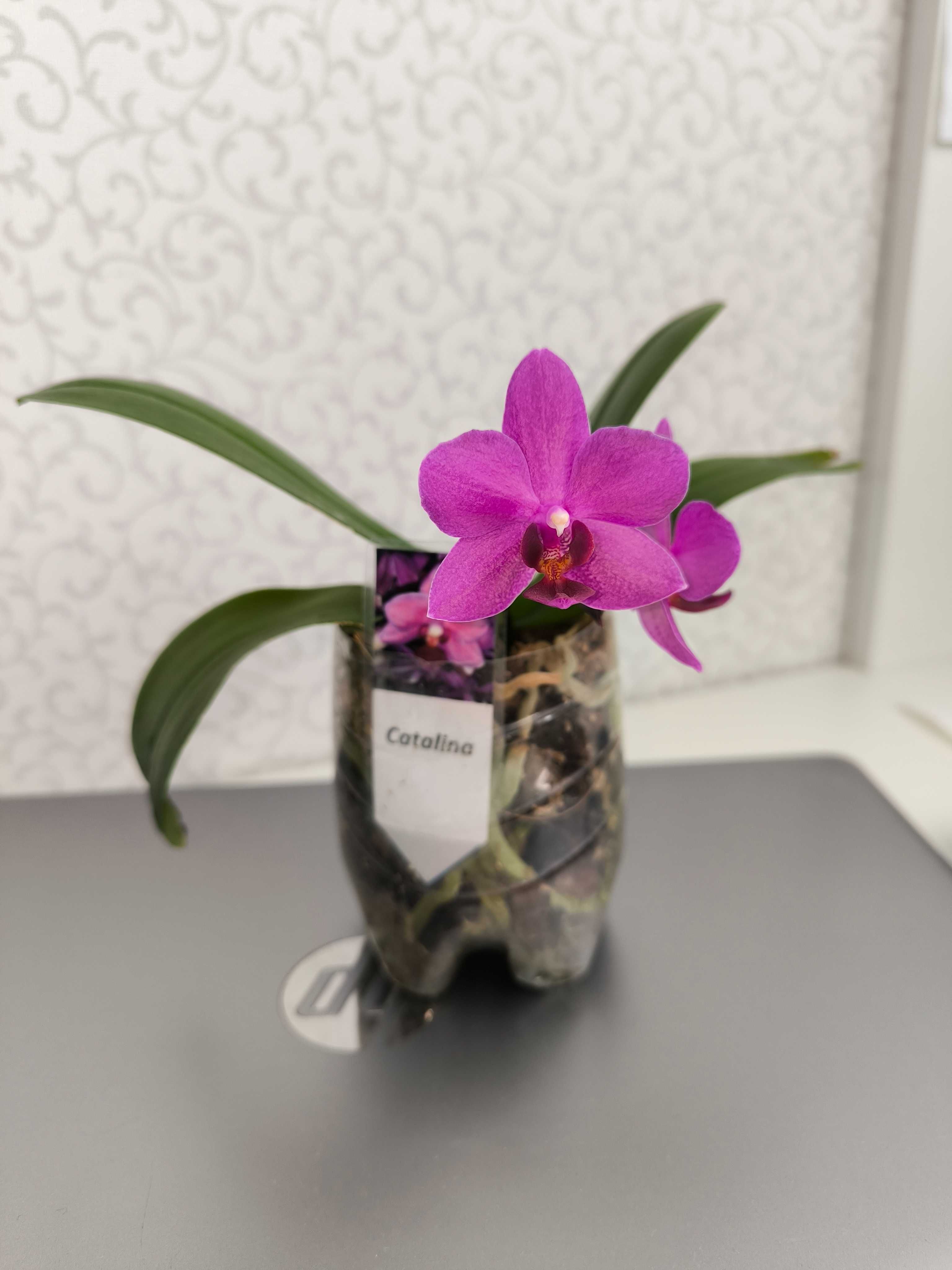 Квітуча Орхідея фаленопсис Catalina Каталіна домашня орхидея