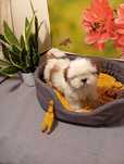 Sprzedam pieska Shihtzu