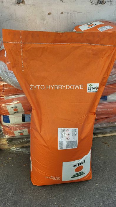 Żyto hybrydowe KWS Serafino F1 kwalifikowany materiał 10+worek gratis!