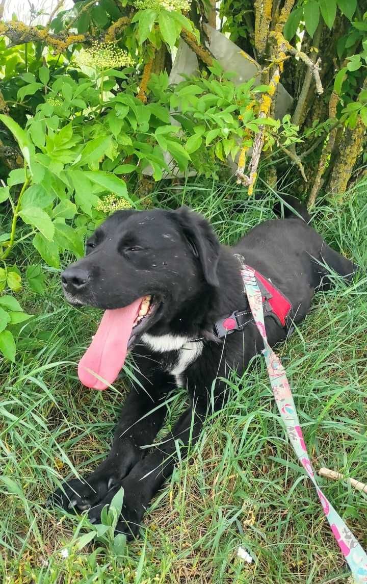 Łagodny w typie labradora Łapka szuka domku