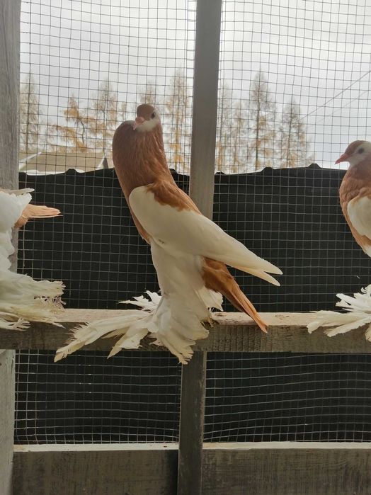 Garłacz garłacze siodłaty łapciaty czeski