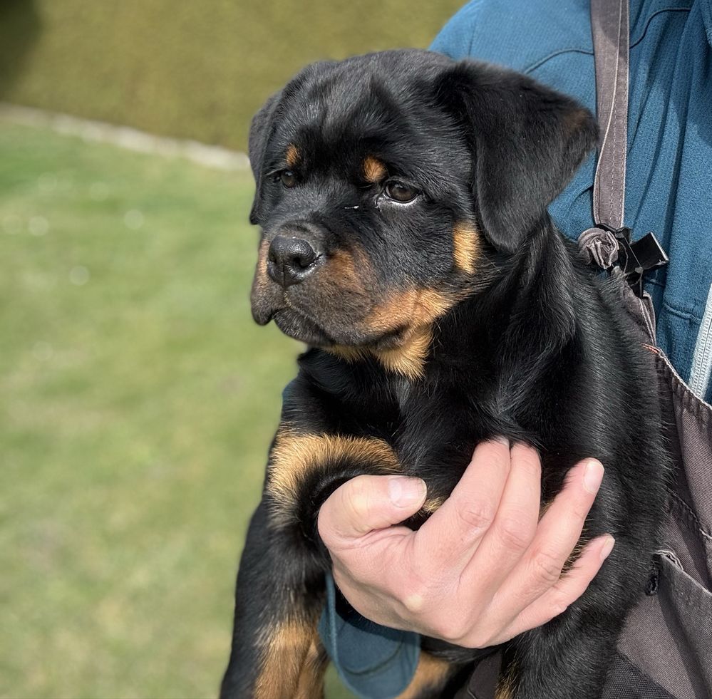 Rottweiler - Zapowiedź miotu - Rottweiler