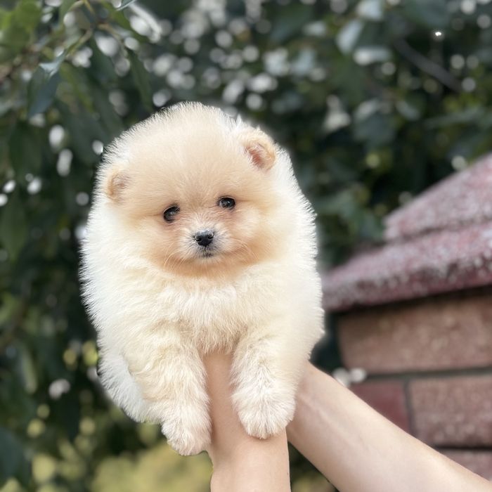 лялькова дівчинка тип ведмедика