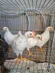 Pinto macho leghorn