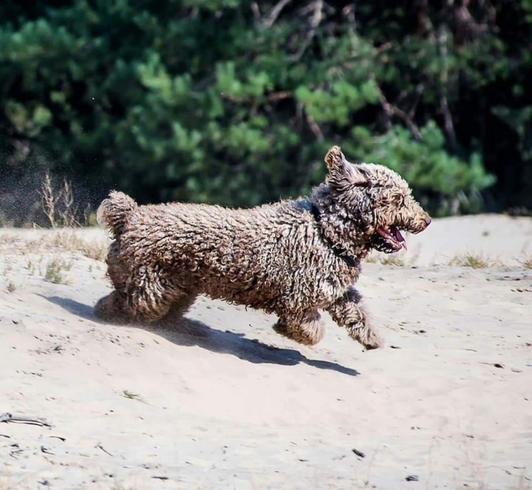 Испанская Водяная Собака, Spanish Water Dog