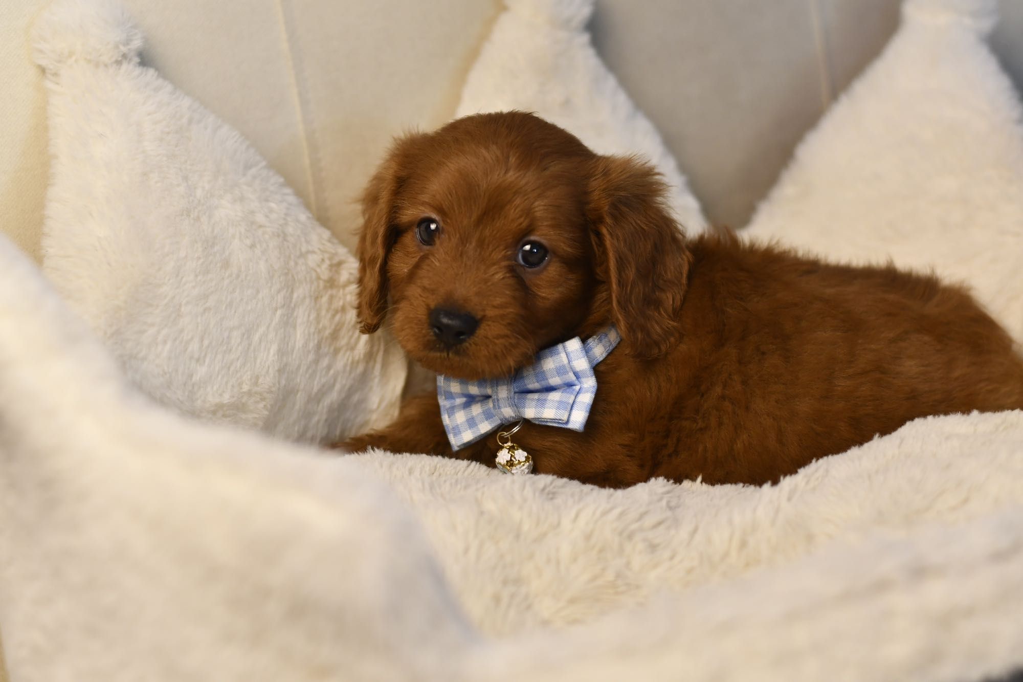 Cavapoo F1 RED BROWN wyjątkowy chłopiec gotowy do odbioru
