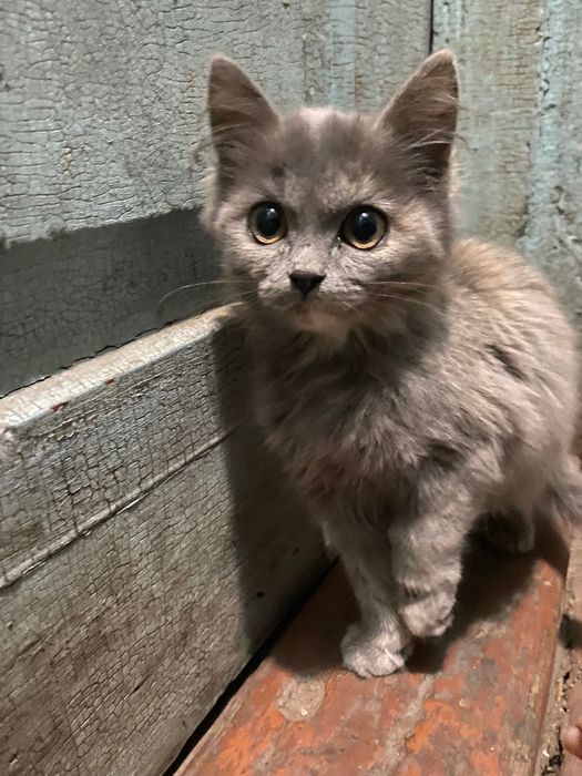 Безкоштовно кошеня