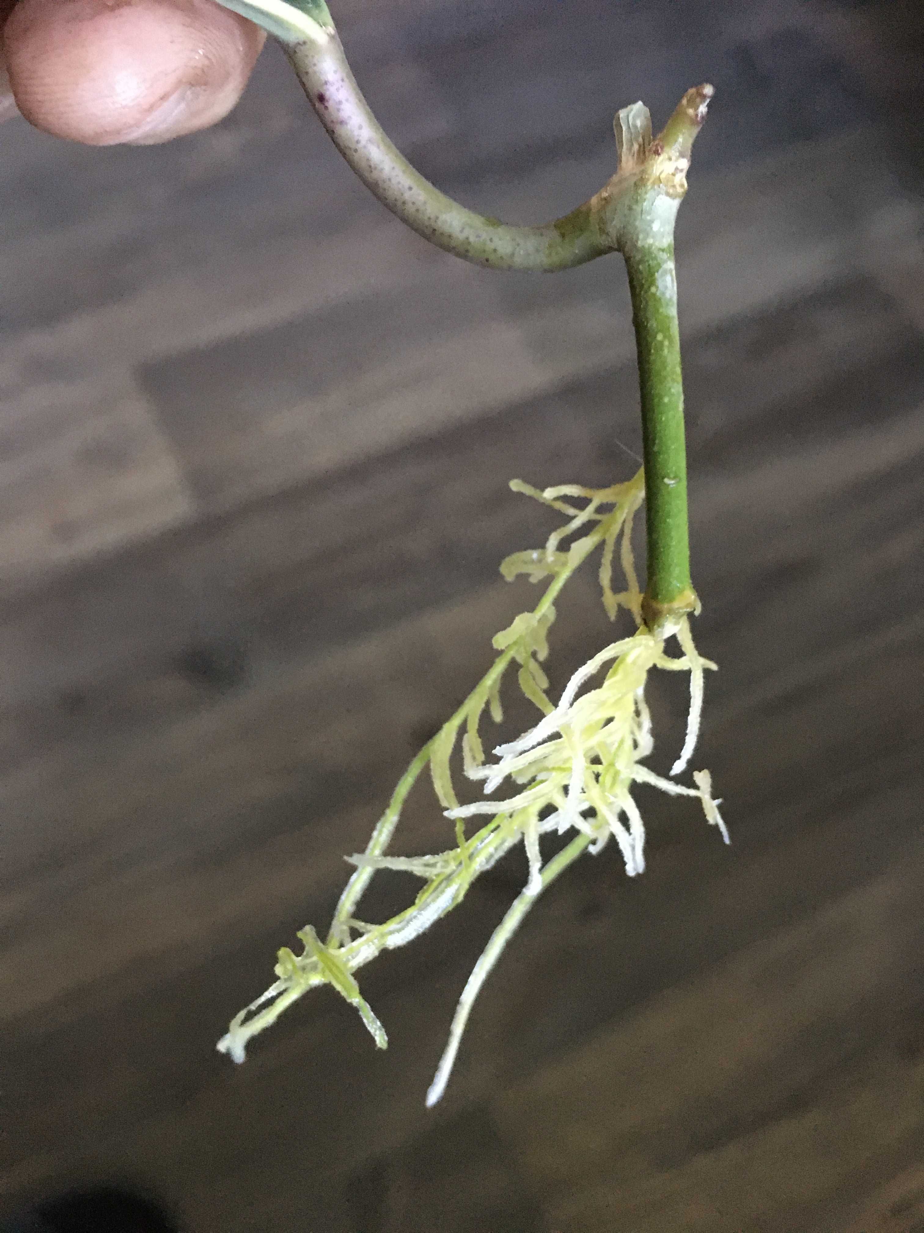 Hoya hoja macrophylla albomarginata ukorzeniona