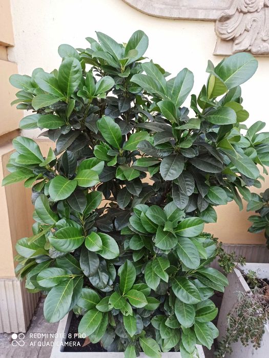 Laurowiśnia -Zielony żywopłot!