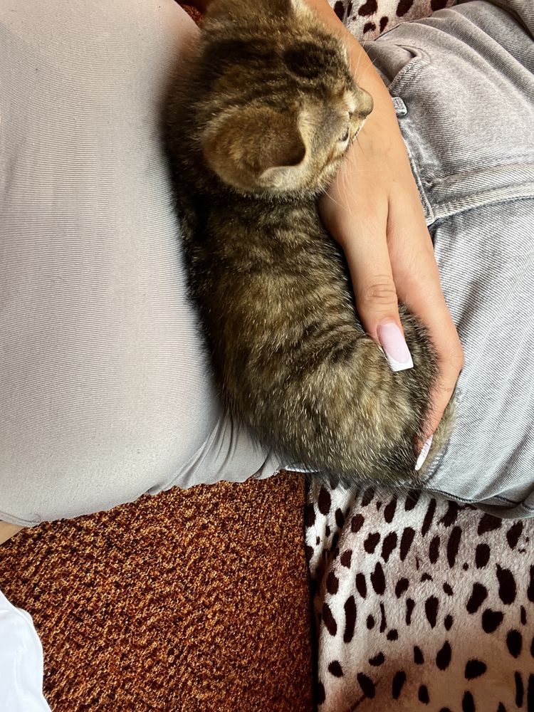 Oddam w dobre ręce kotkę