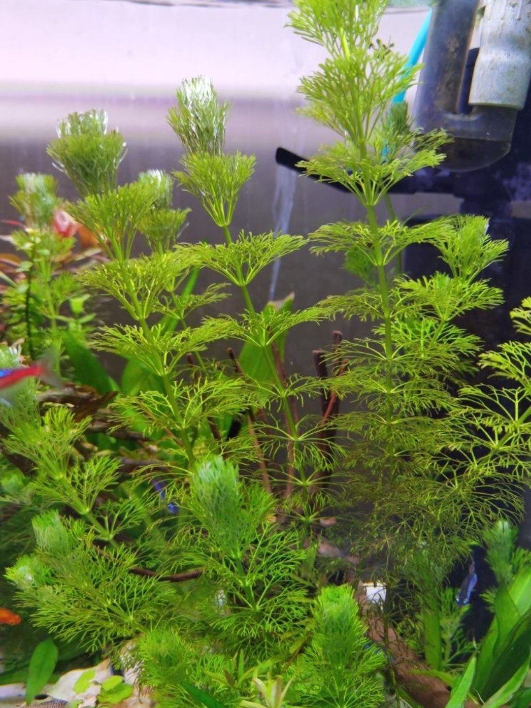 Wywłócznik akwarium roślina