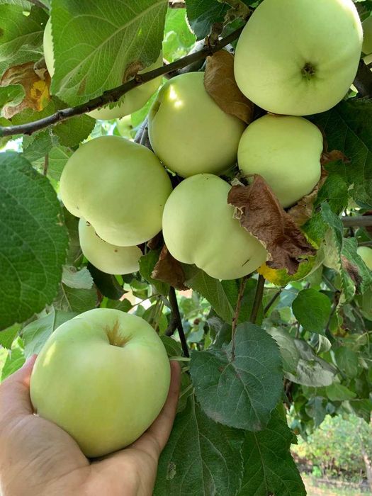 Обрезка деревьев, плодового сада. Химические обработки