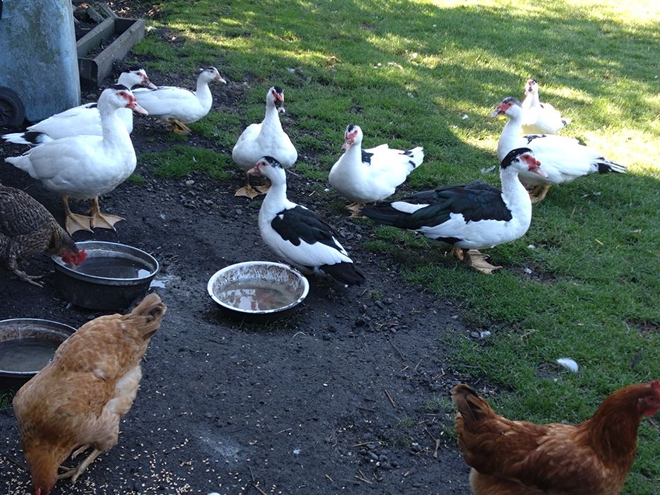 kaczki francuskie indyki