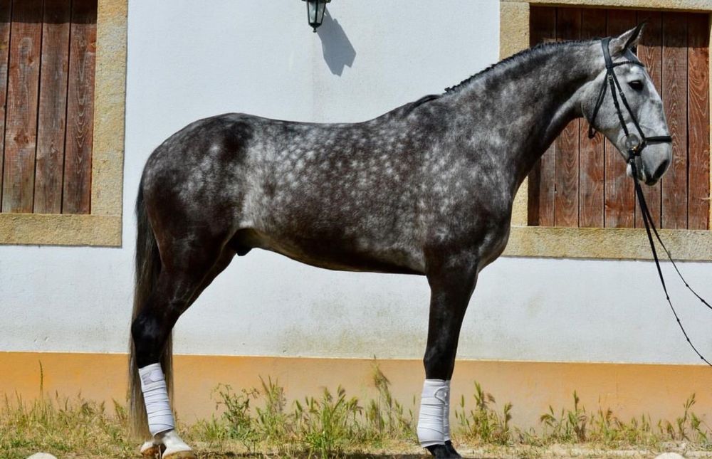 Vendo Cavalo PSL