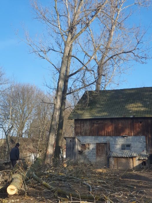 Tanio!!!Wycinka drzew,frezowanie pni,uslugi mulczerem i rebakiem