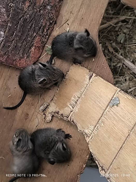 Koszatniczki oddam zarezerwowane