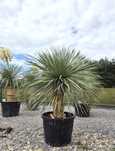 Yucca Rostrata – palma mrozoodporna , juka