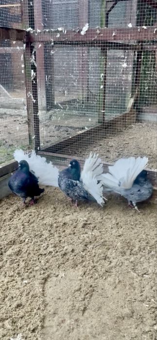 Giłębie ozdobne pawiki