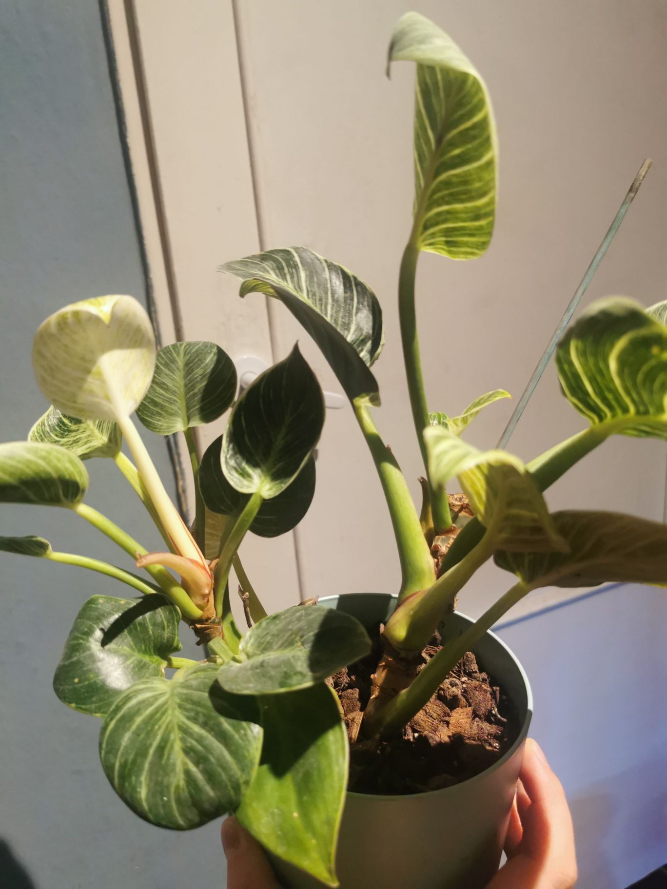 Philodendron birkin